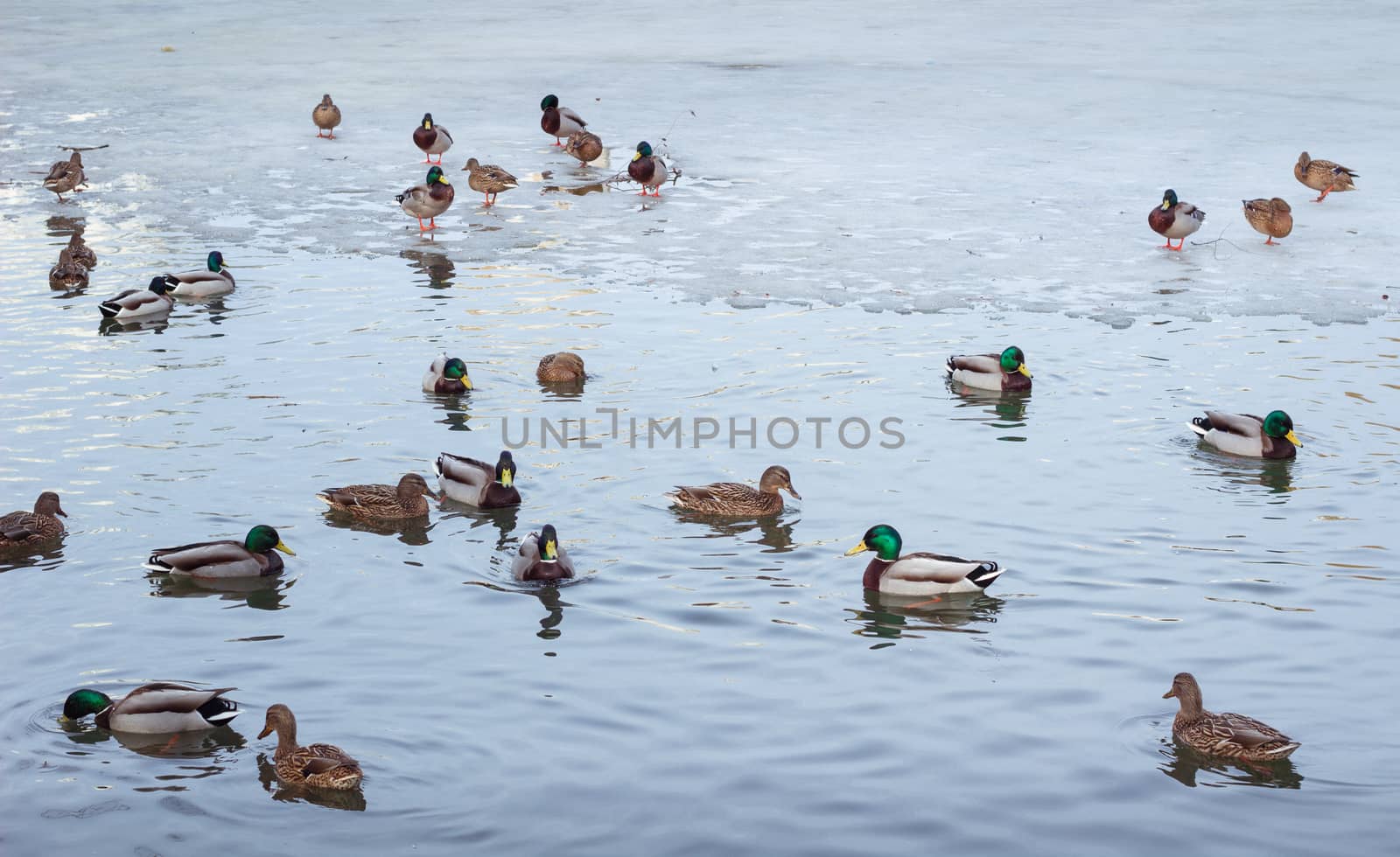 Flock of ducks playing and floating on winter ice frozen city park pond