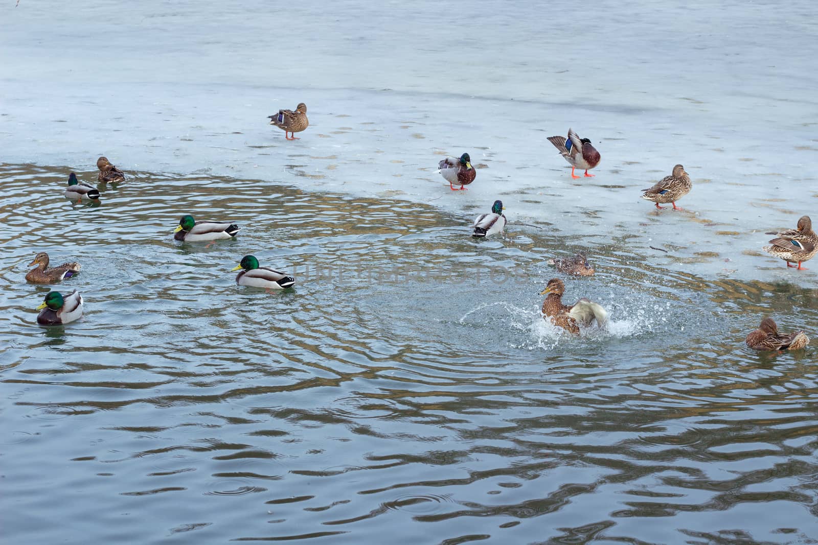 Flock of ducks playing and floating on winter ice frozen city park pond
