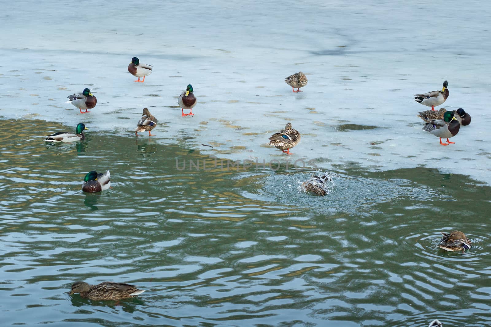 Flock of ducks playing and floating on winter ice frozen city park pond