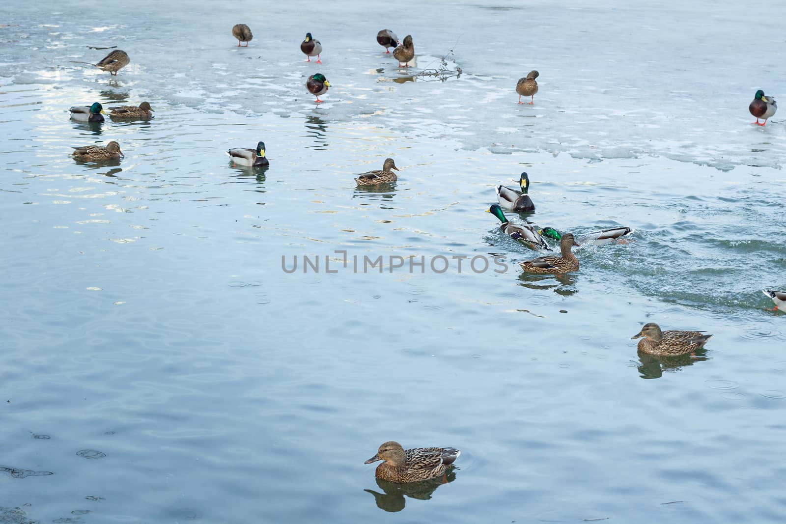 Flock of ducks playing and floating on winter ice frozen city park pond