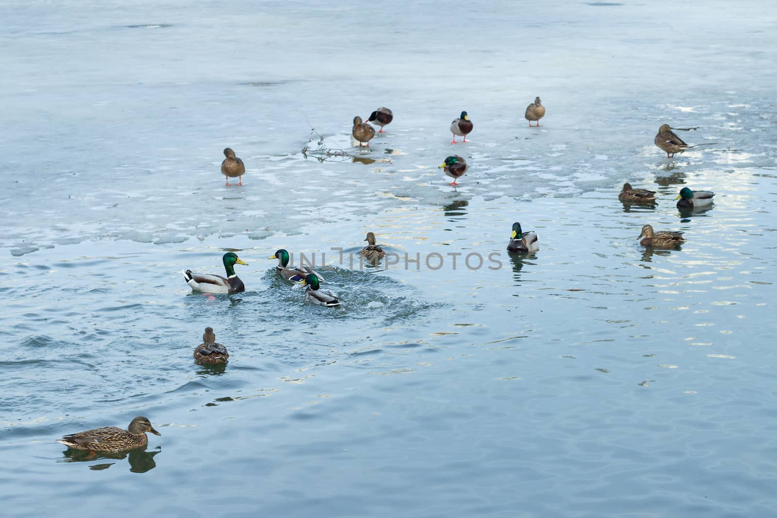Flock of ducks playing and floating on winter ice frozen city park pond