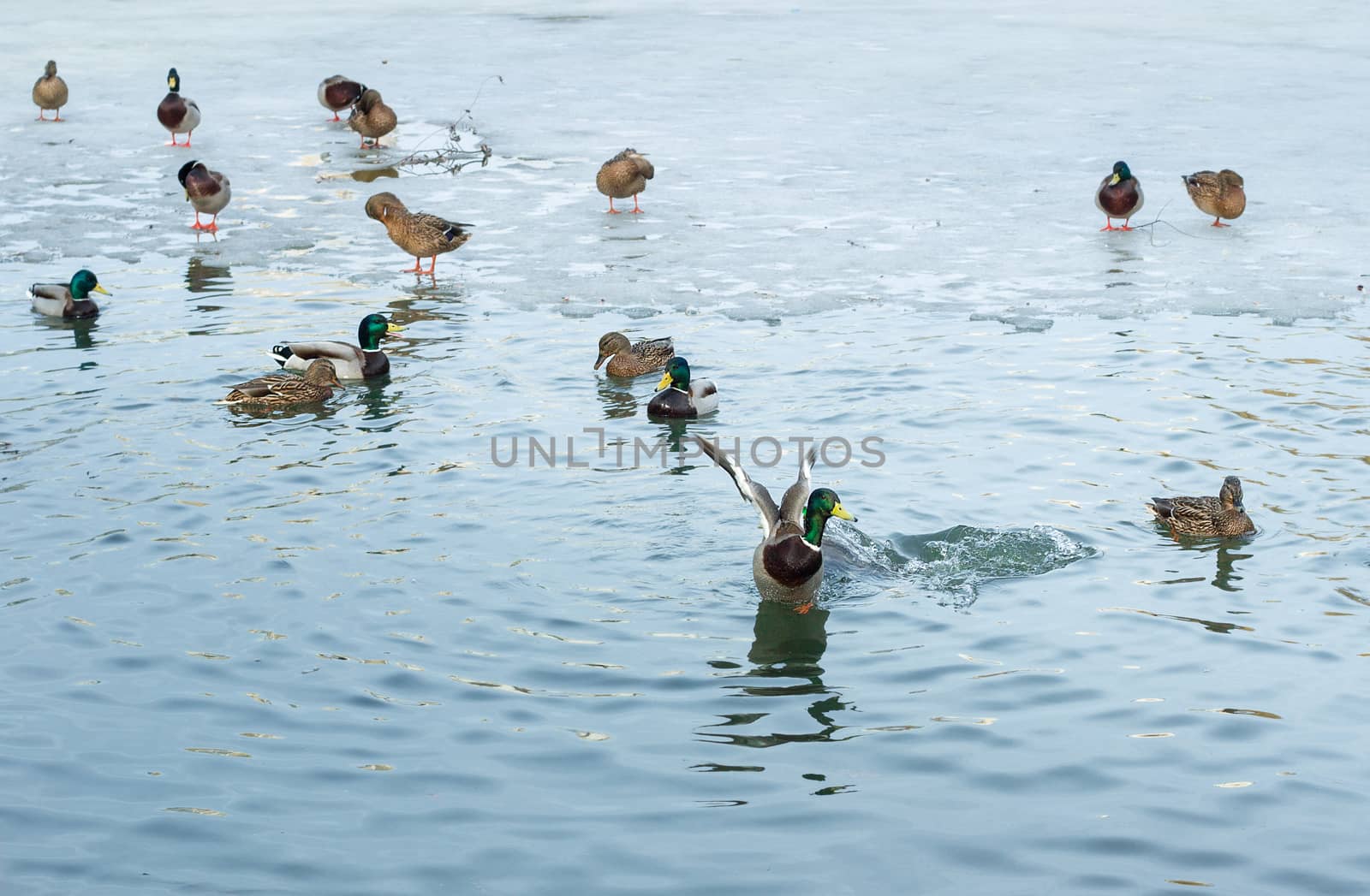 Flock of ducks playing and floating on winter ice frozen city park pond