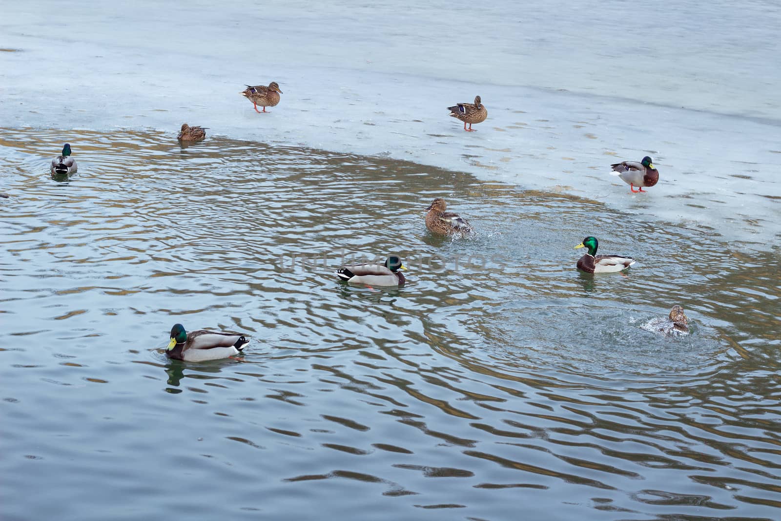Flock of ducks playing and floating on winter ice frozen city park pond