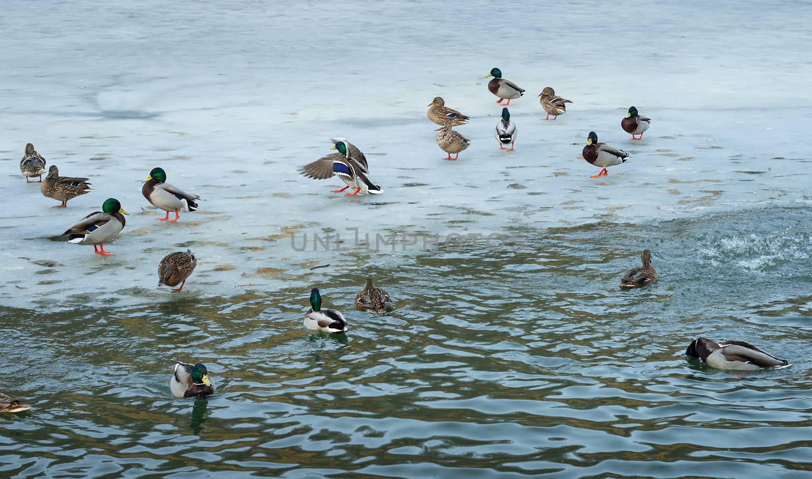 Flock of ducks playing and floating on winter ice frozen city park pond