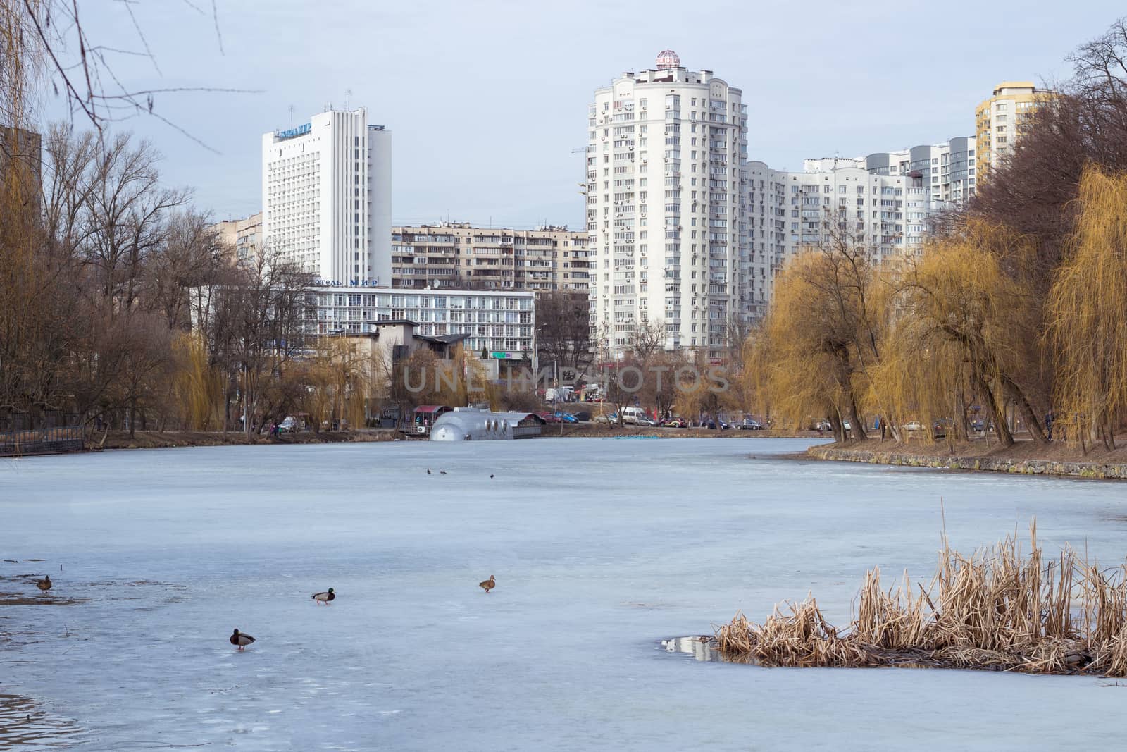 Winter view of city park with ice frozen pond and flock of ducks