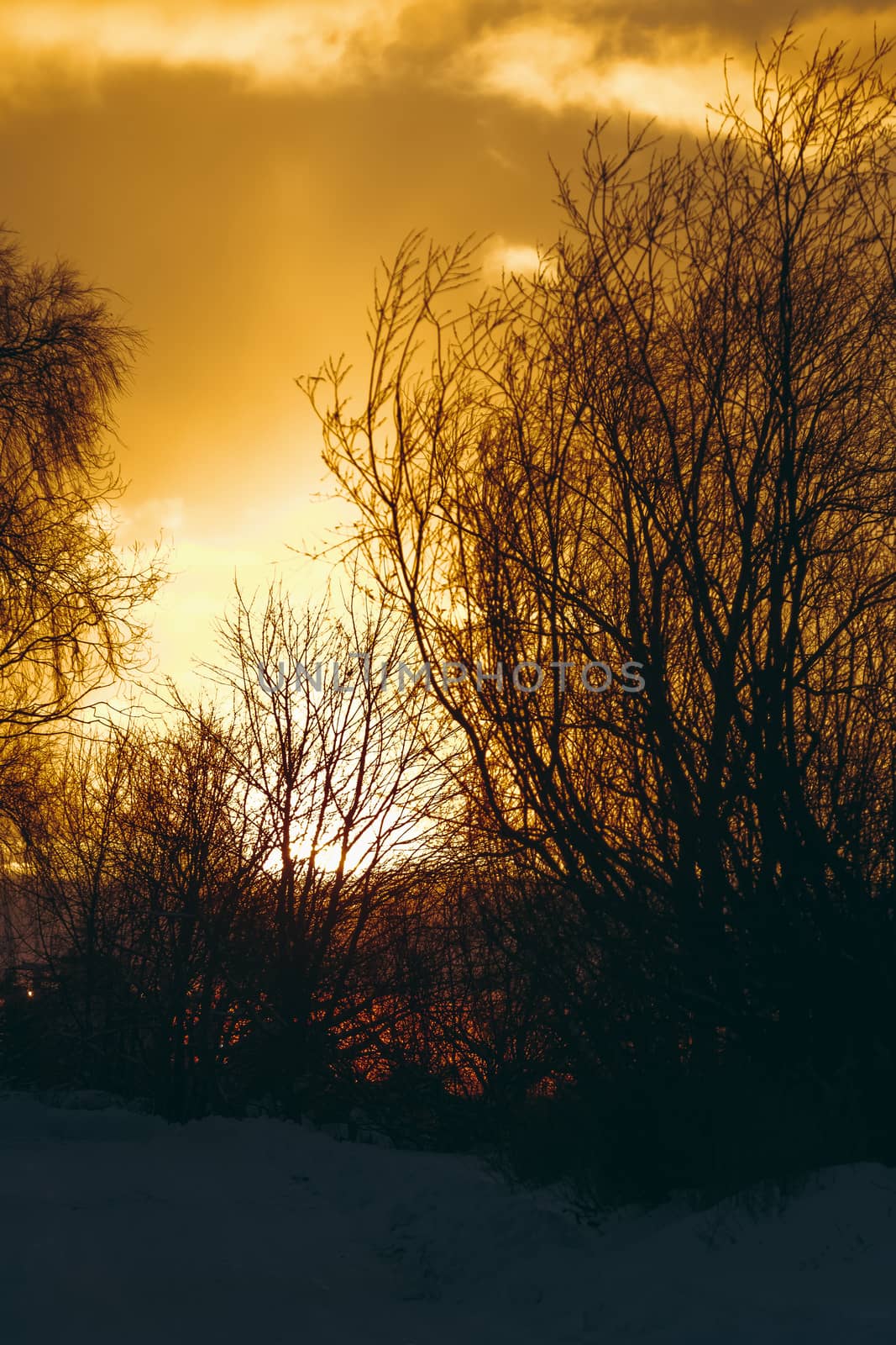 Hot yellow winter sunrise against the trees without leaves