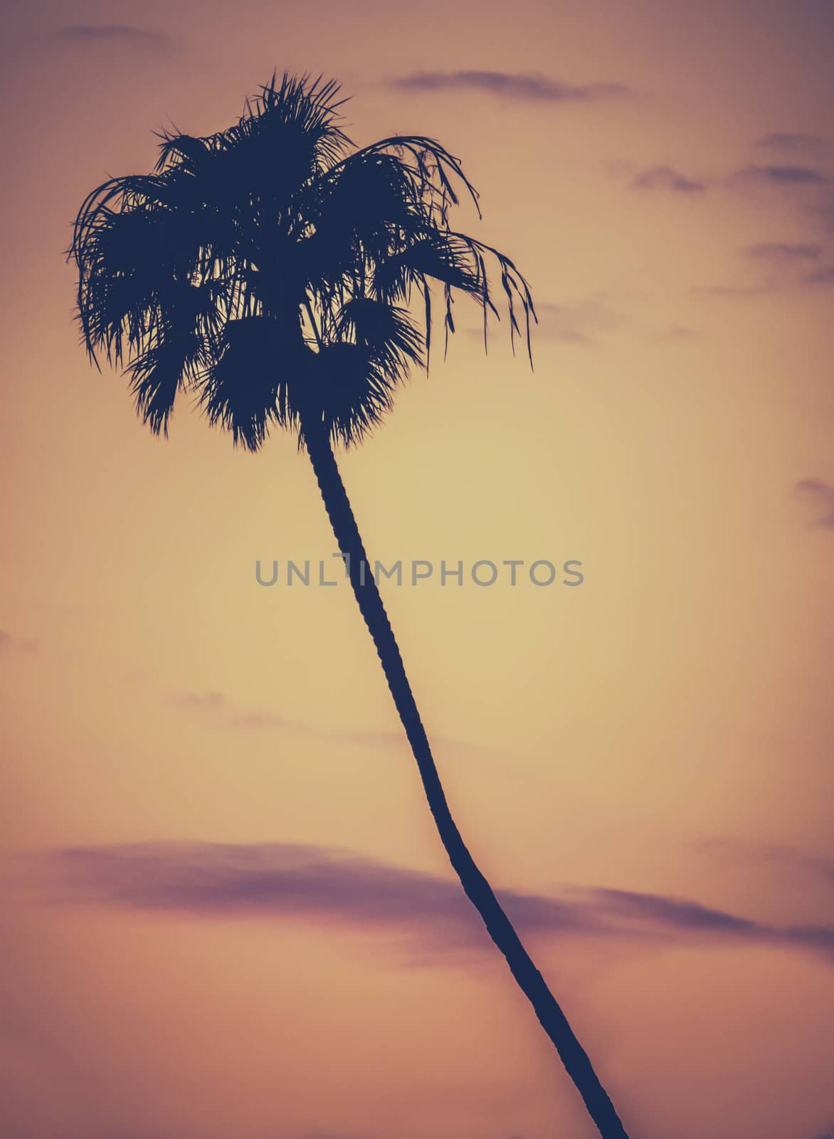 Golden Sunset Palm Tree by mrdoomits