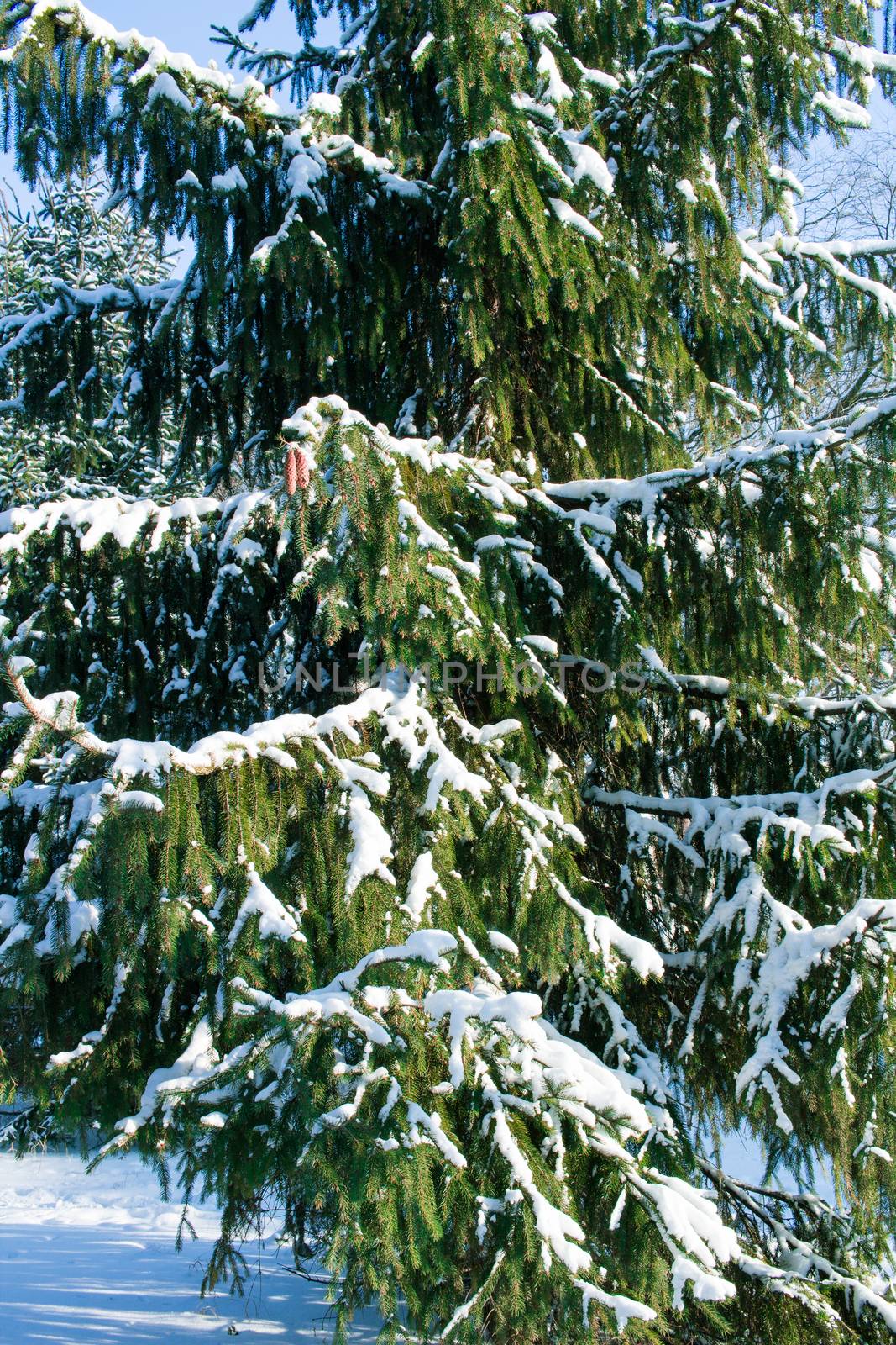 Winter conftiterous fir branches close-up on sunny day with white snow