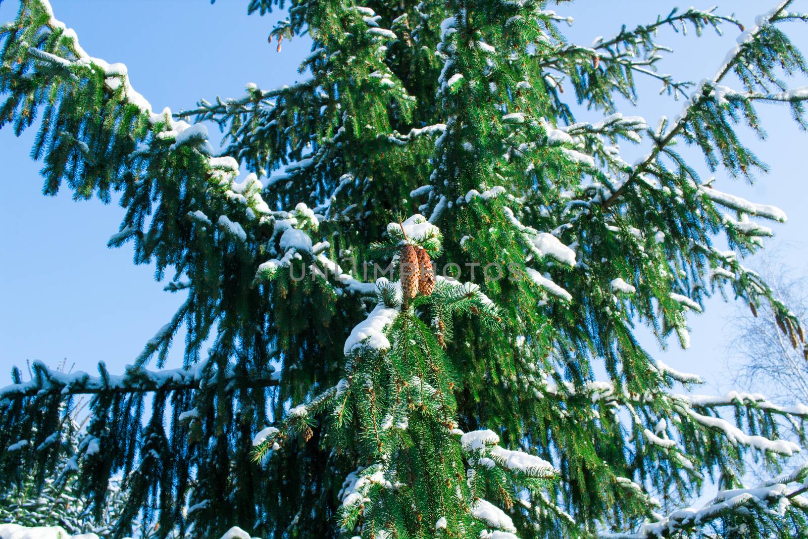 Winter conftiterous fir branches close-up on sunny day with white snow