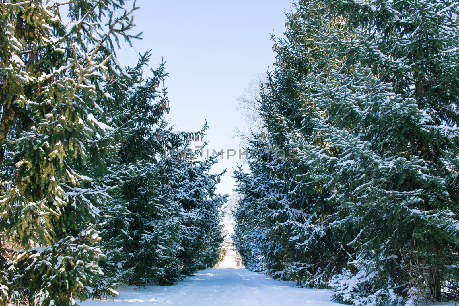 Winter conftiterous fir forest alley on sunny day and white snow