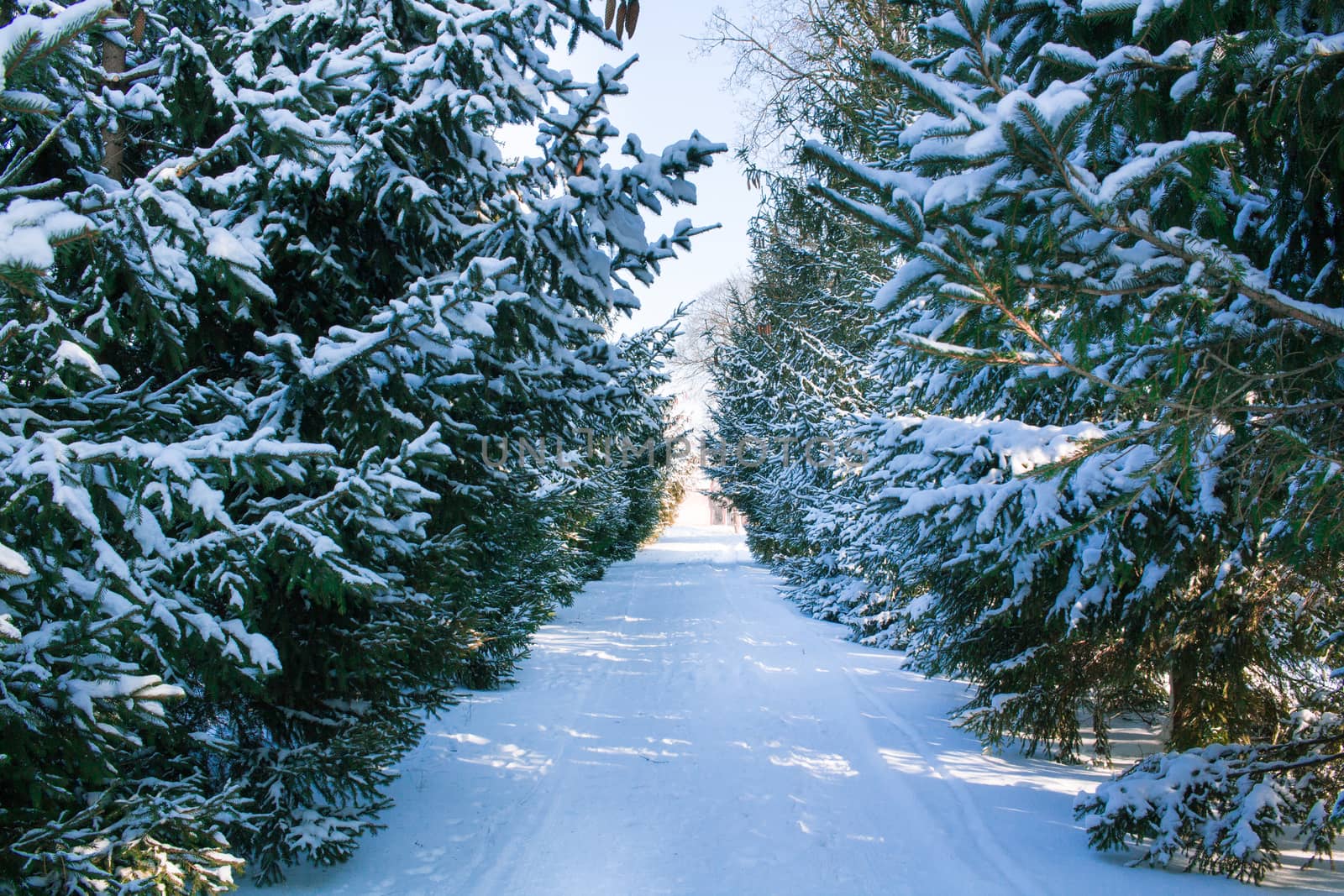 Winter conftiterous fir forest alley on sunny day and white snow