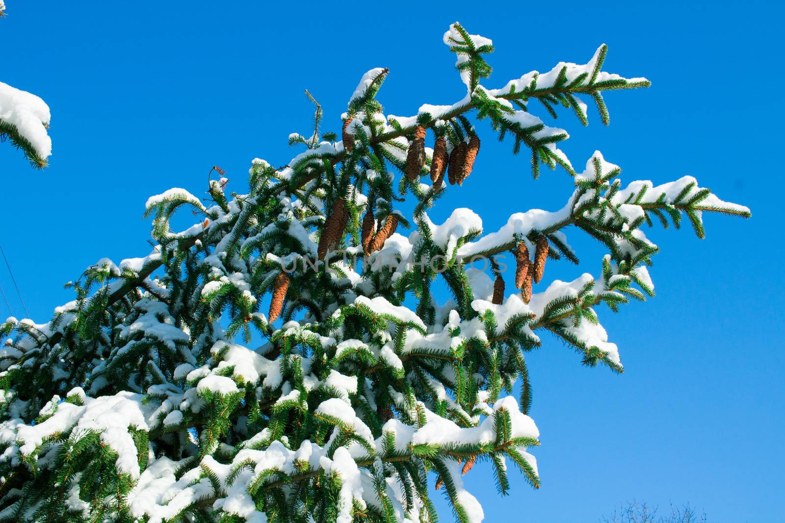 Winter conftiterous fir branches close-up on sunny day with white snow