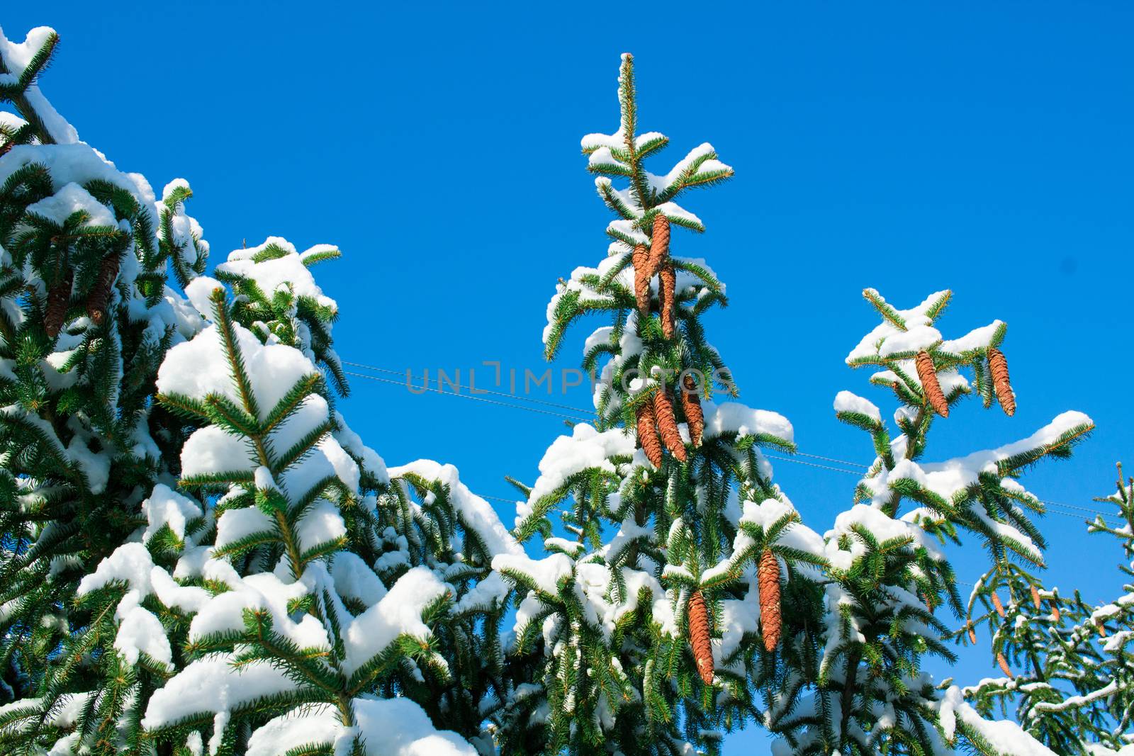 Winter conftiterous fir branches close-up on sunny day with white snow