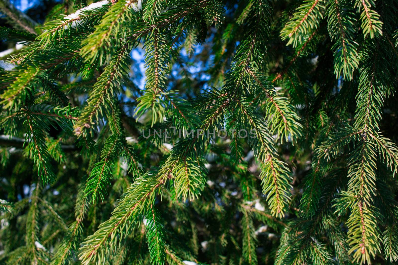 Winter conftiterous fir branches close-up pattern on sunny day