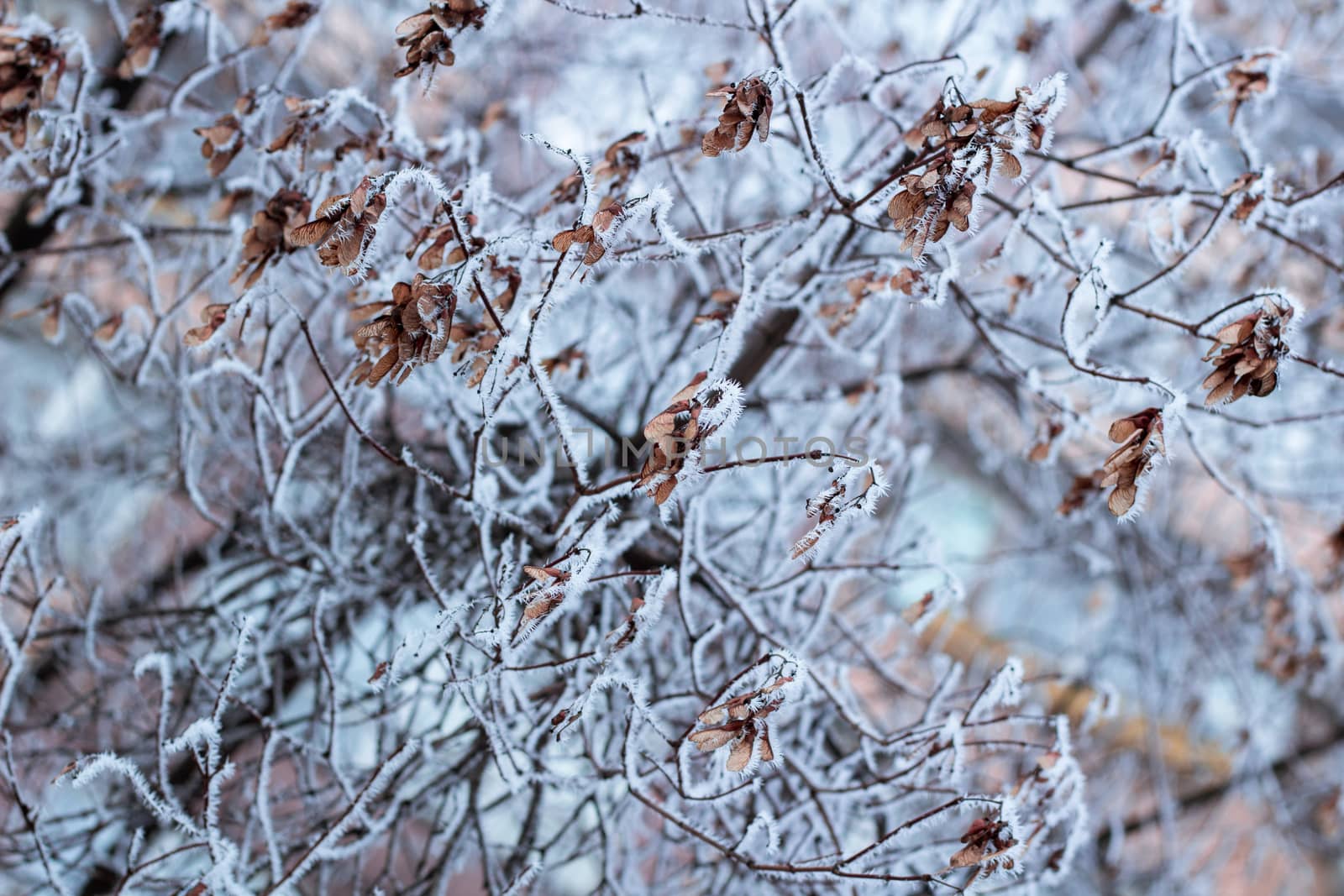 Frosty winter plant details close-up covered with cold white snow