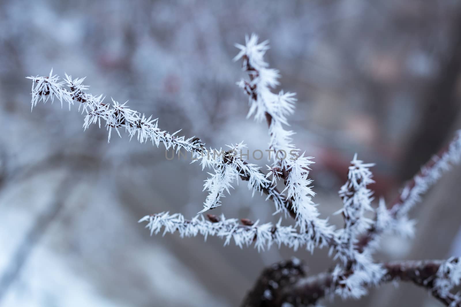 Frosty winter plant details close-up covered with cold white snow