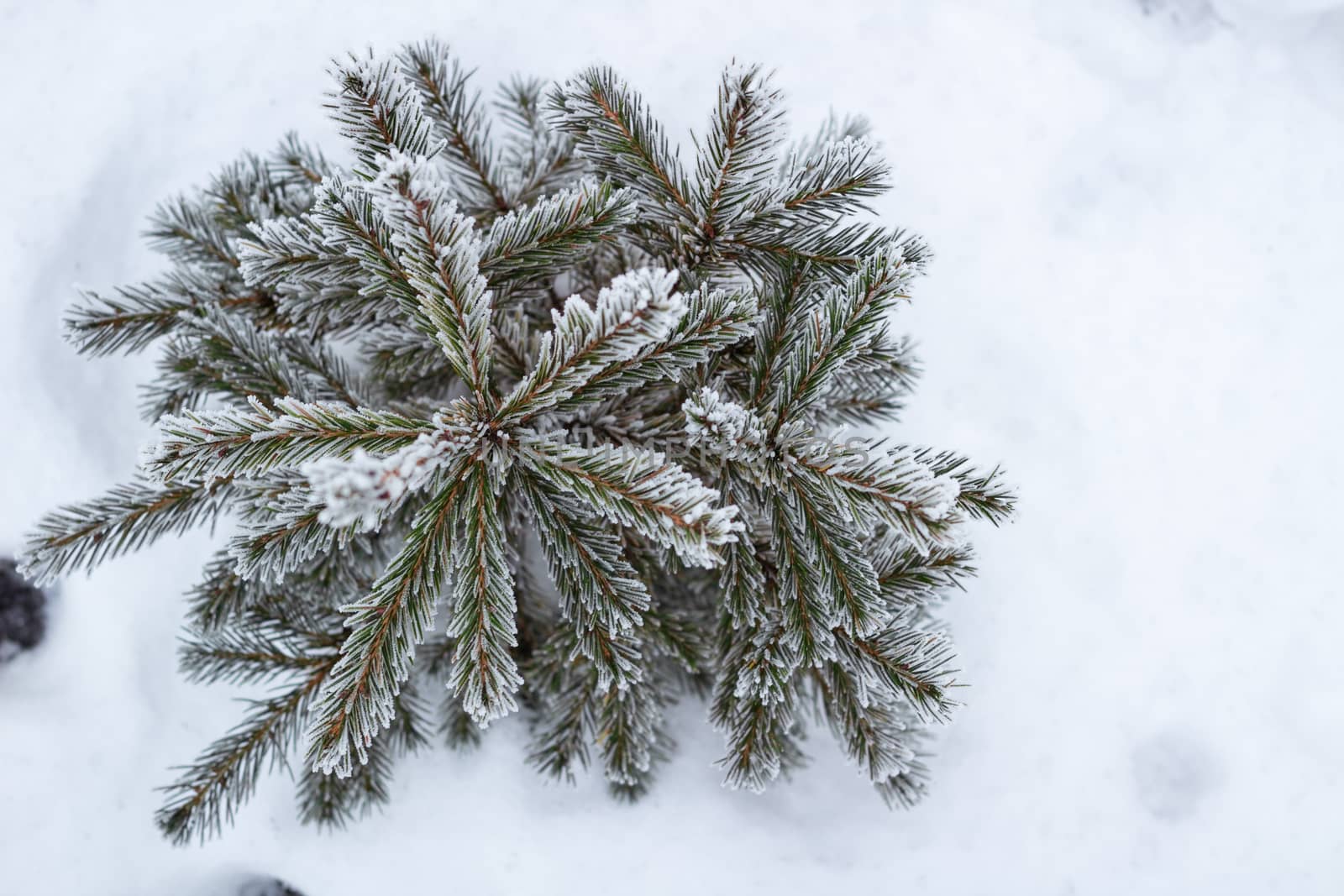 Lonely winter conftiterous fir tree close-up on white snow