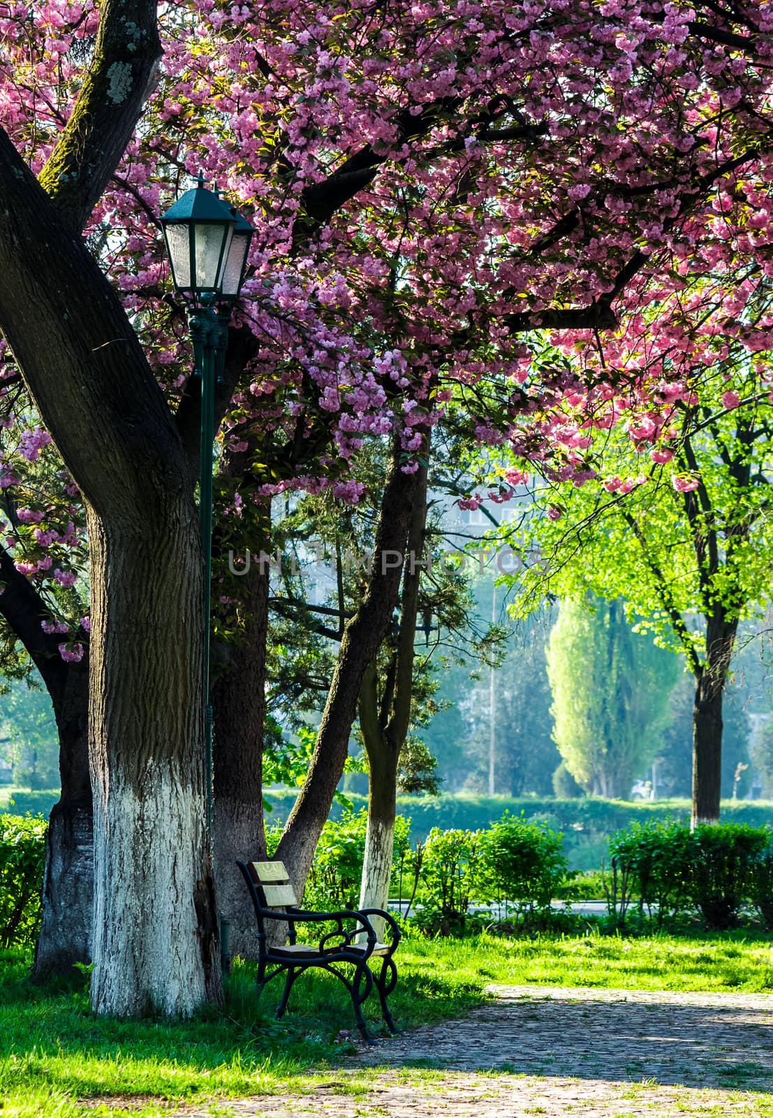 lantern in under the branches of sakura tree by Pellinni