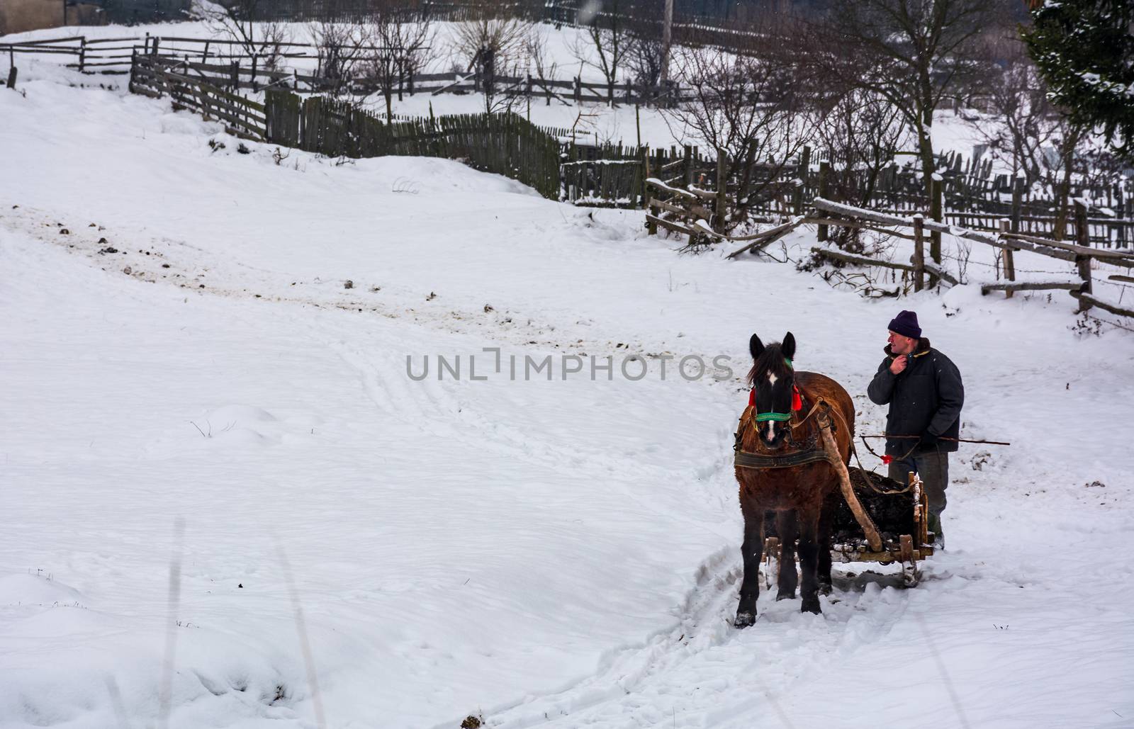 Volovets, Ukraine - December 12, 2016: transportation of manure in winter. man riding a horse sledge on snowy road along the wooden fence