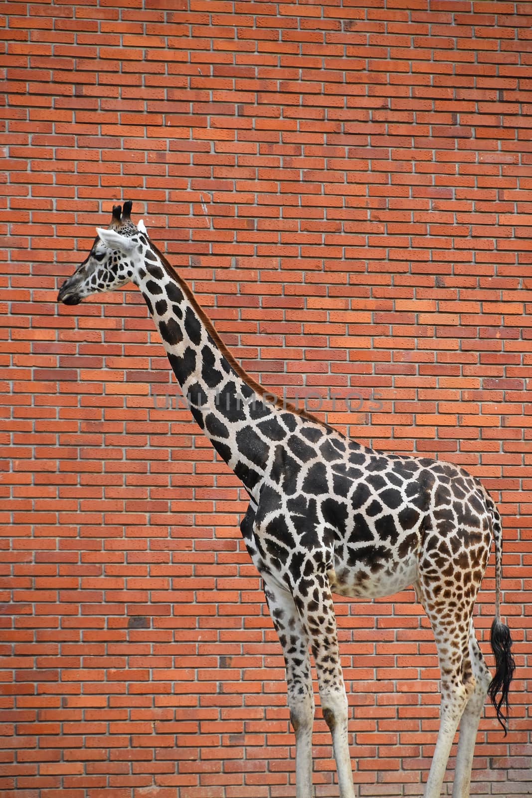 Close up side profile portrait of one giraffe over background of red brick wall, low angle view