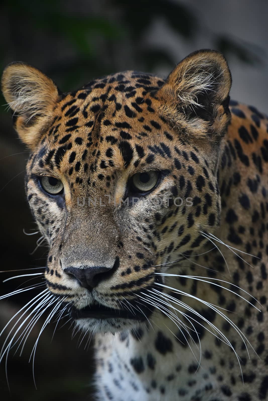 Face to face close up portrait of Persian leopard (Panthera pardus saxicolor) looking at camera, low angle view