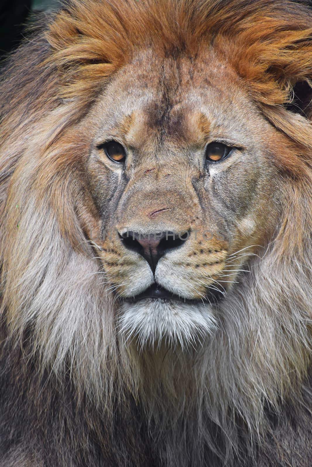 Close up portrait of young male African lion with beautiful mane, looking at camera, low angle view, 