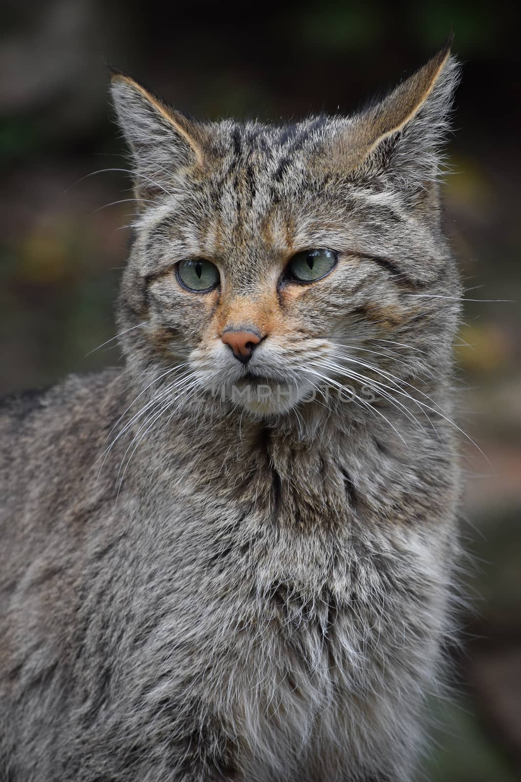 European wildcat portrait close up