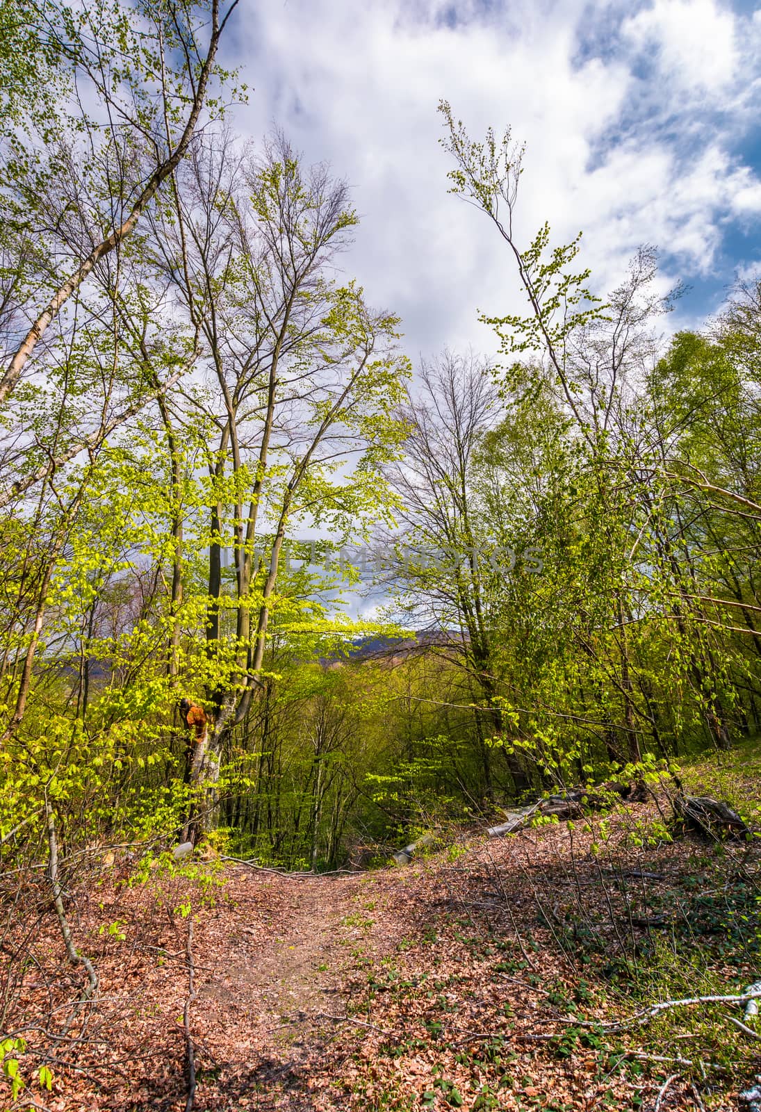footpath through green forest in springtime by Pellinni