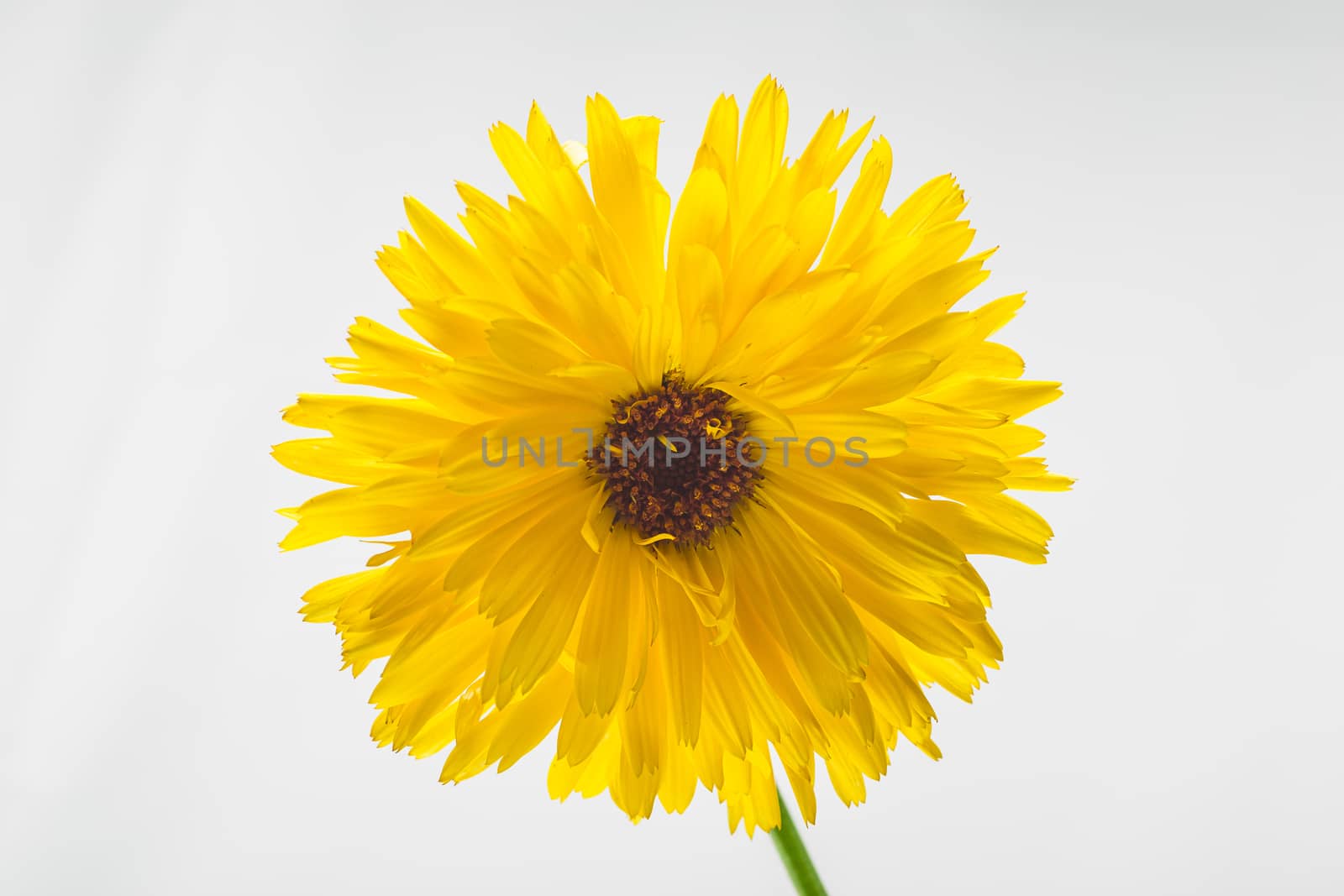 Yellow daisy flower isolated by mypstudio