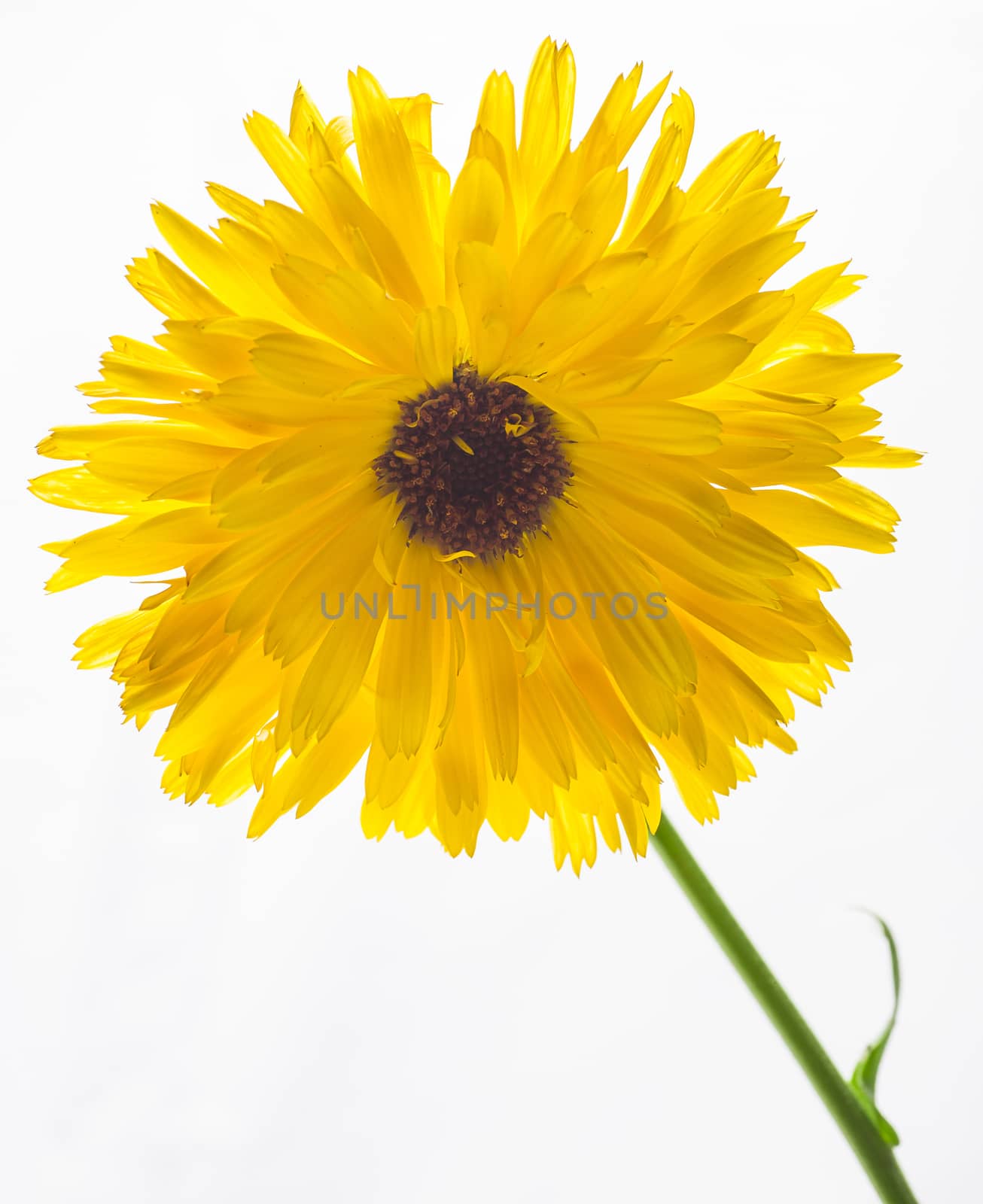 Yellow daisy flower isolated on white background