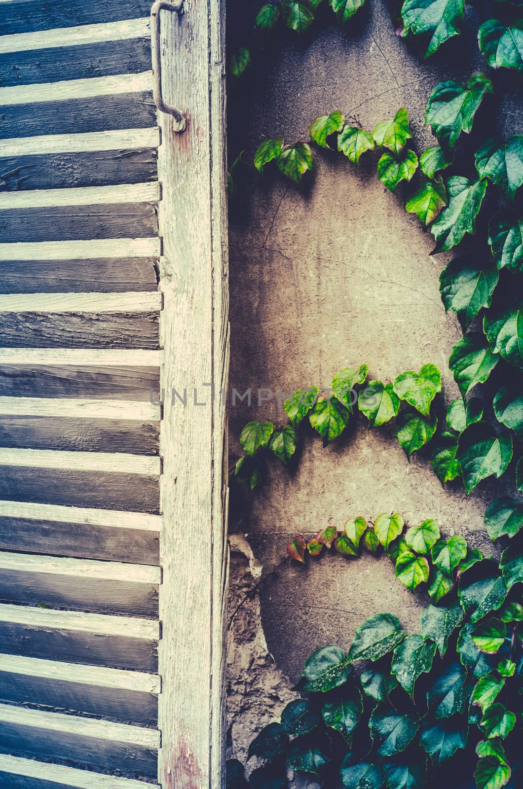 Retro Filter Photo Of Rustic White Shutters And Ivy On A Cottage In France