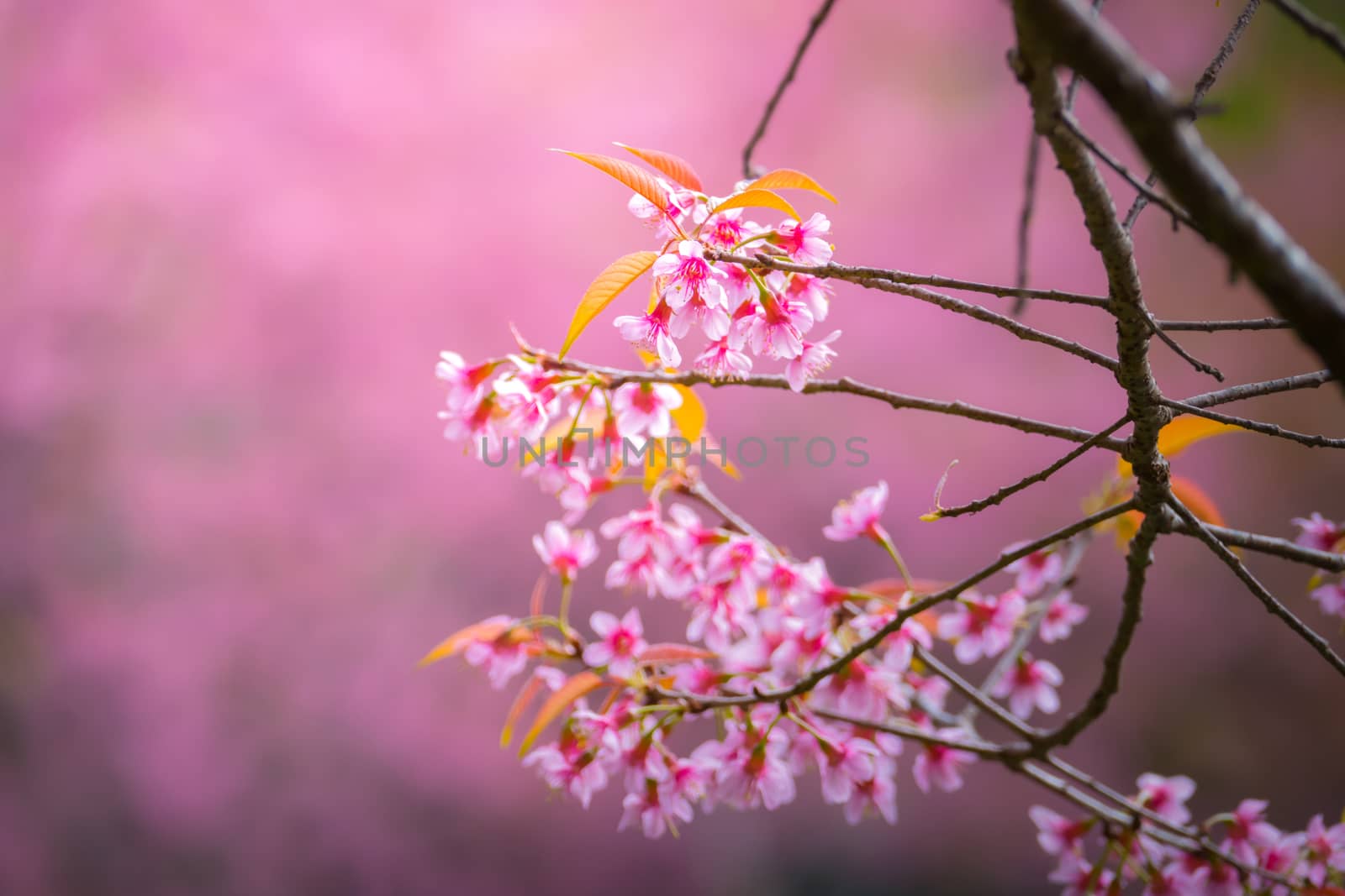 Sakura flowers blooming blossom in Chiang Mai, Thailand, nature background