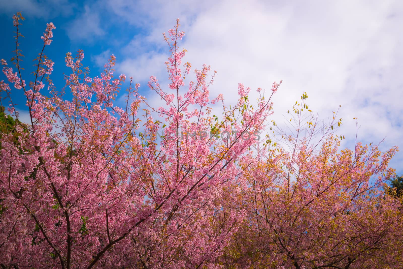 Sakura flowers blooming blossom in Chiang Mai, Thailand, nature background