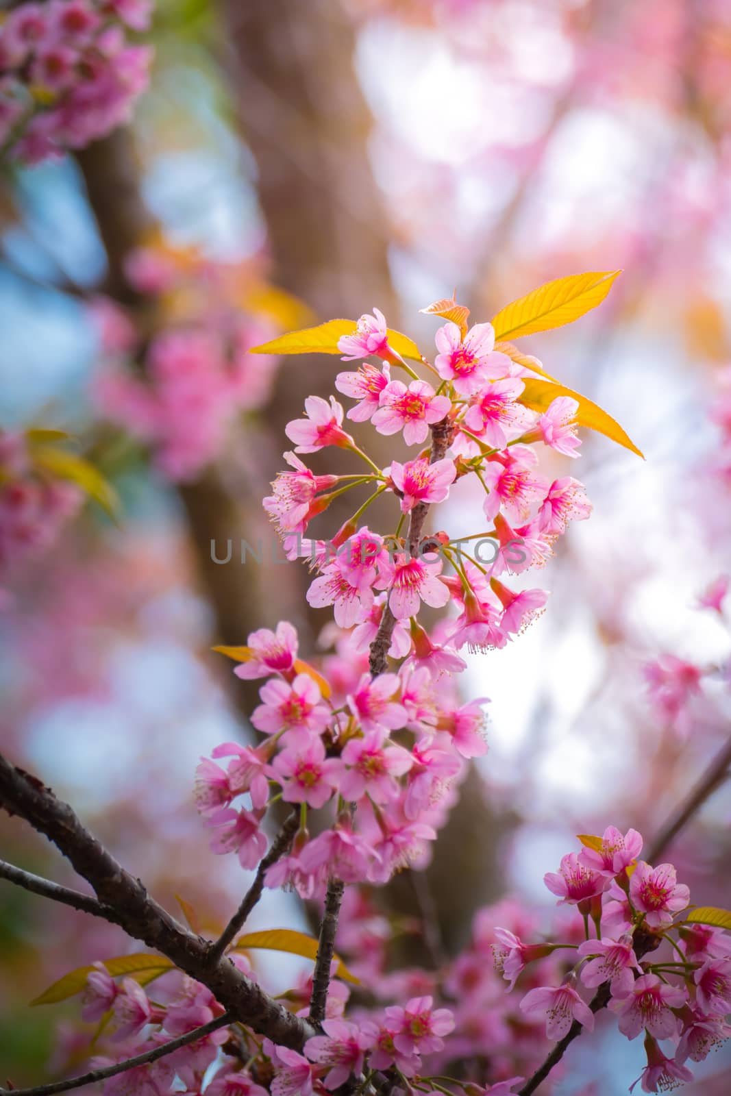 Sakura flowers blooming blossom in Chiang Mai, Thailand, nature background