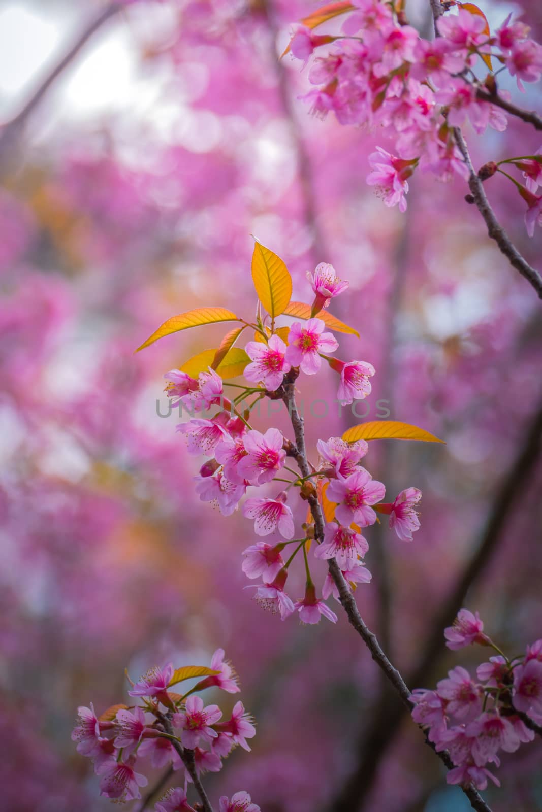 Sakura flowers blooming blossom in Chiang Mai, Thailand by teerawit