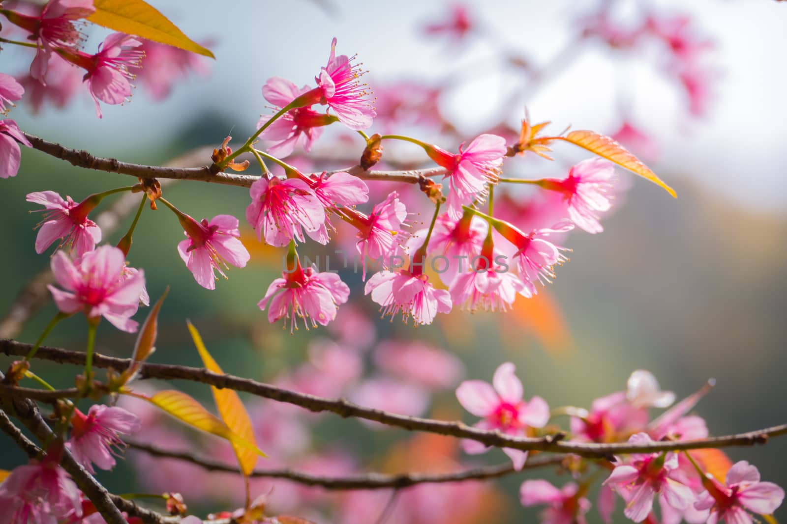 Sakura flowers blooming blossom in Chiang Mai, Thailand, nature background