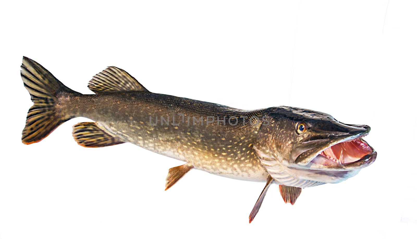 River pike with open throat by Makeral