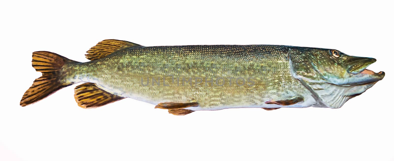 A river pike with wide open mouth free