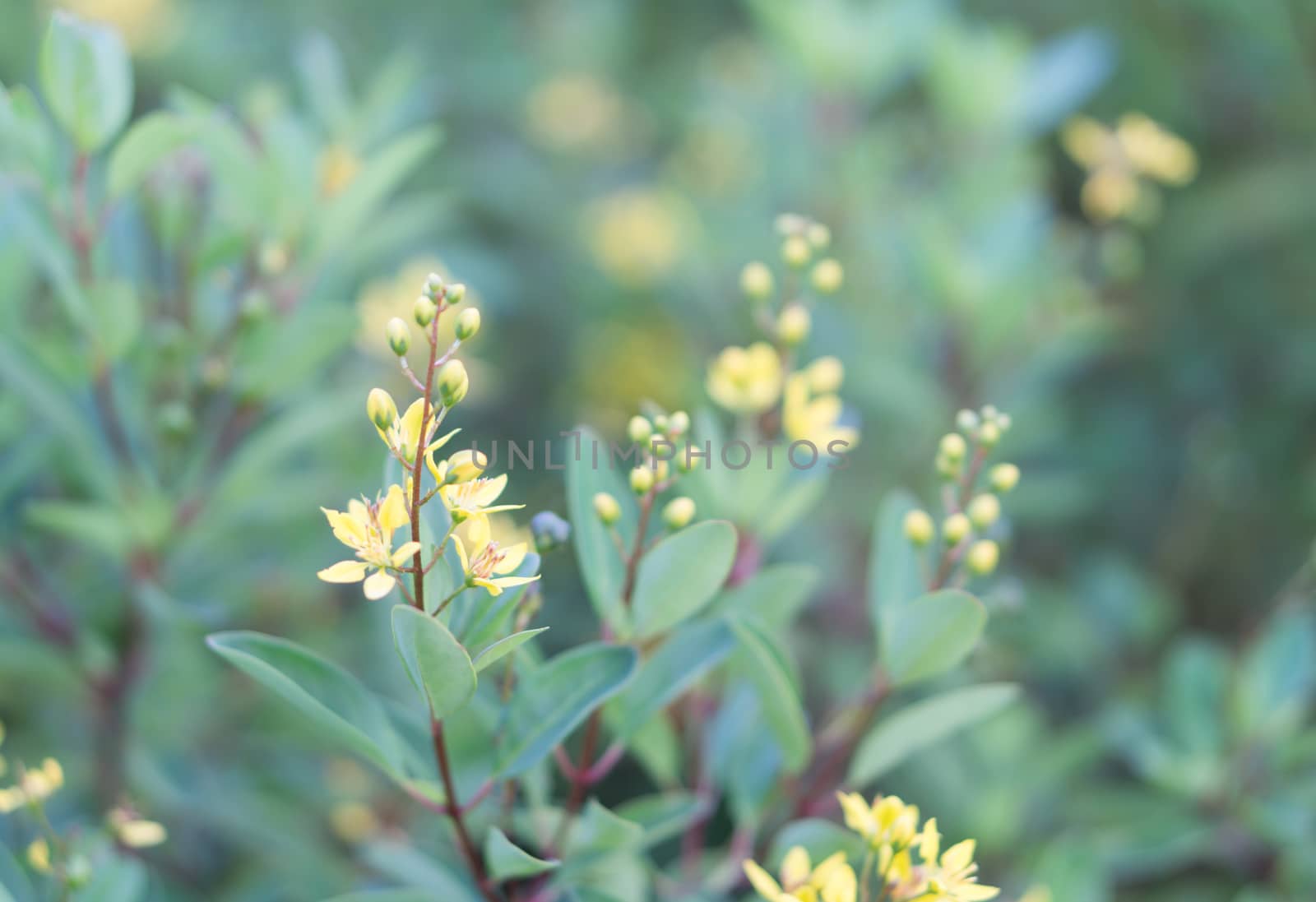 Closeup yellow flower in the garden with beauty nature, selective focus