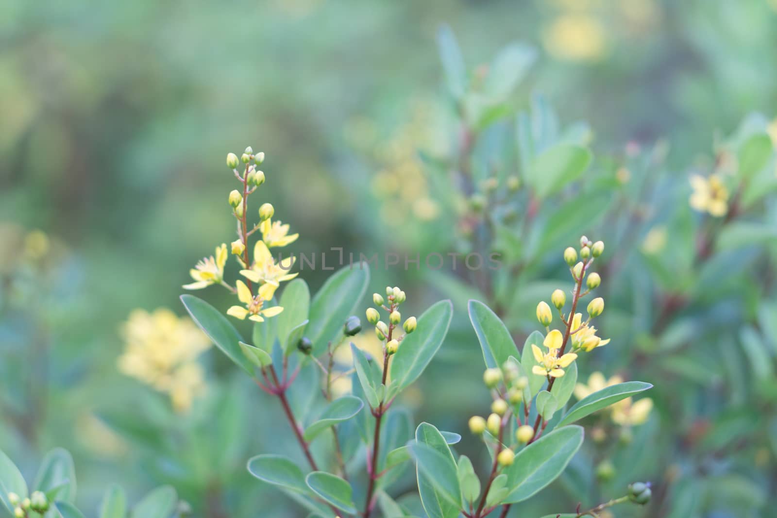 Closeup yellow flower in the garden with beauty nature, selective focus