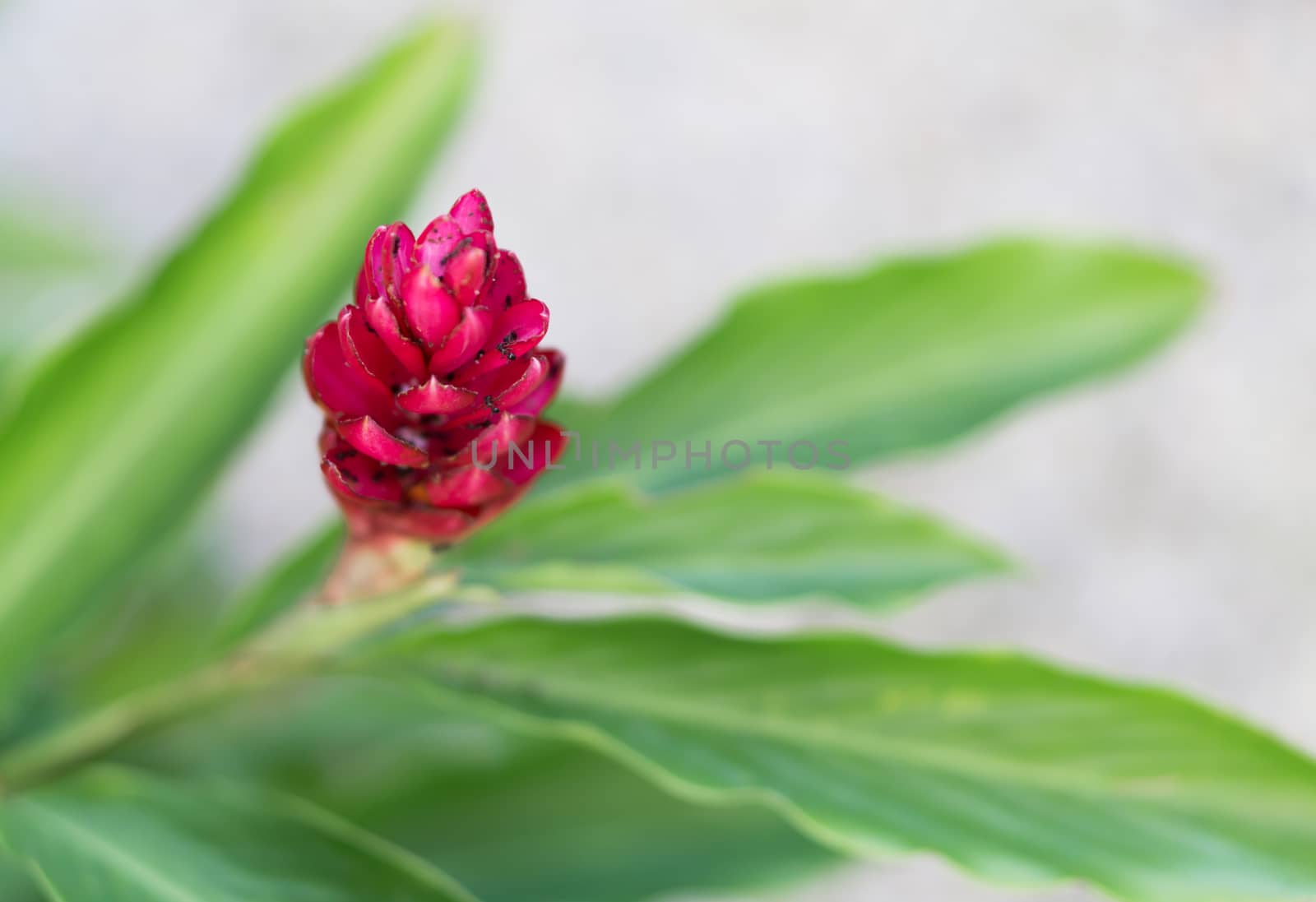 Closeup black ant and red crape ginger flower or cheilocostus speciosus, selective focus