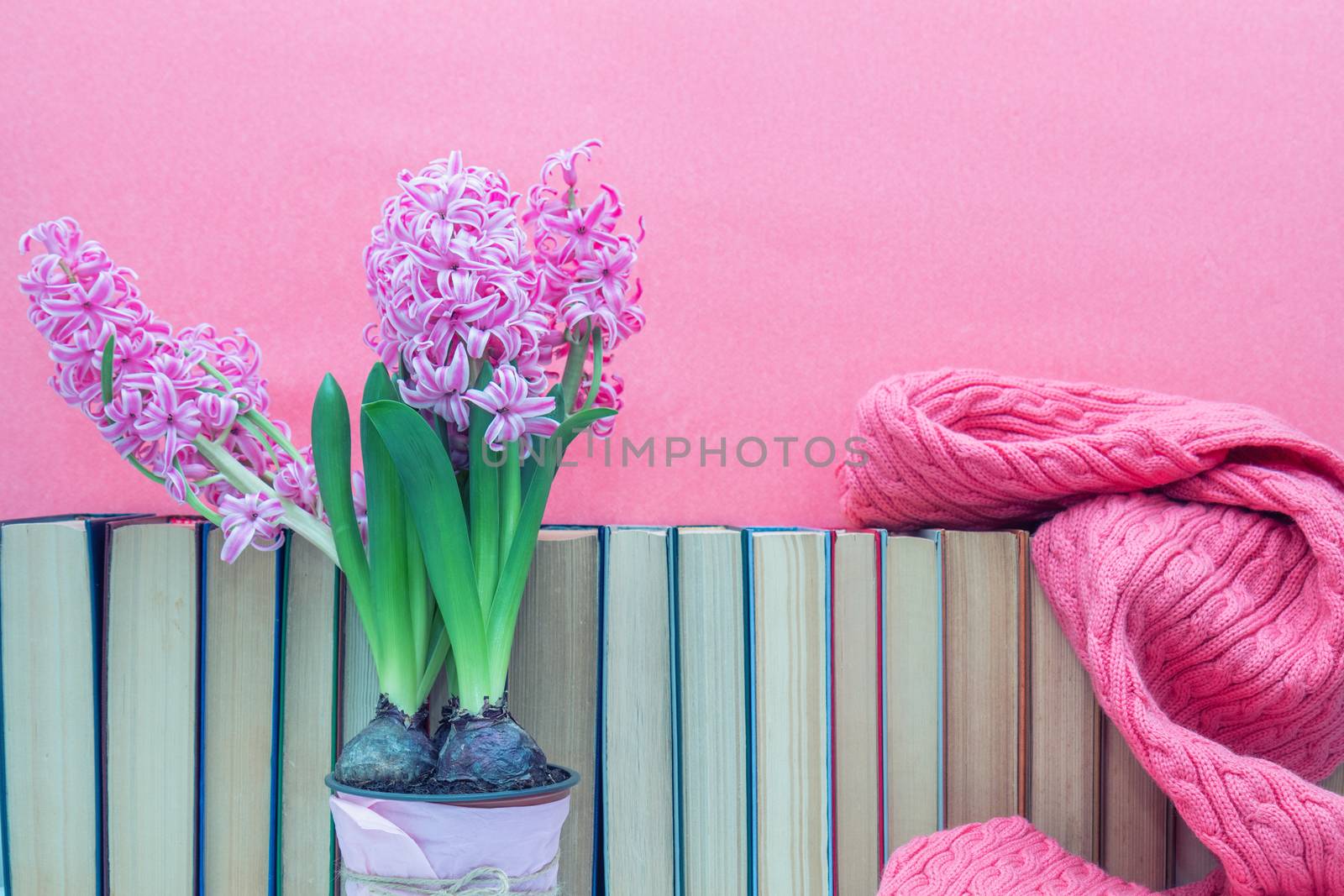 Pink hyacinths in pot infront of pile of books at pink background. Beautiful spring pink background. Copy space.