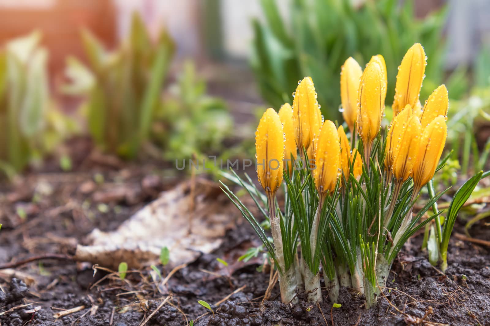 Yellow blooming crocuses with water drops. Low angle. Sunrise. Beautiful spring background with copy space.