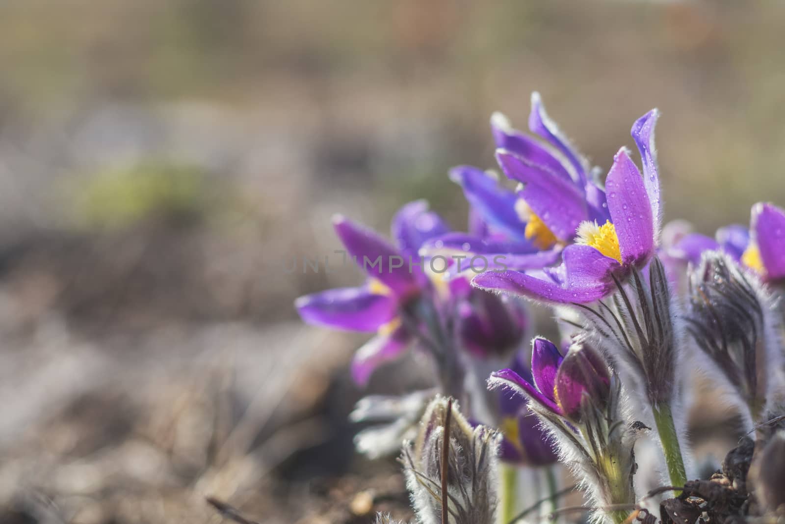 Beautiful spring violet flowers background. Eastern pasqueflower, prairie crocus, cutleaf anemone with water drops.Shallow depth of field. Toned. Copy space.