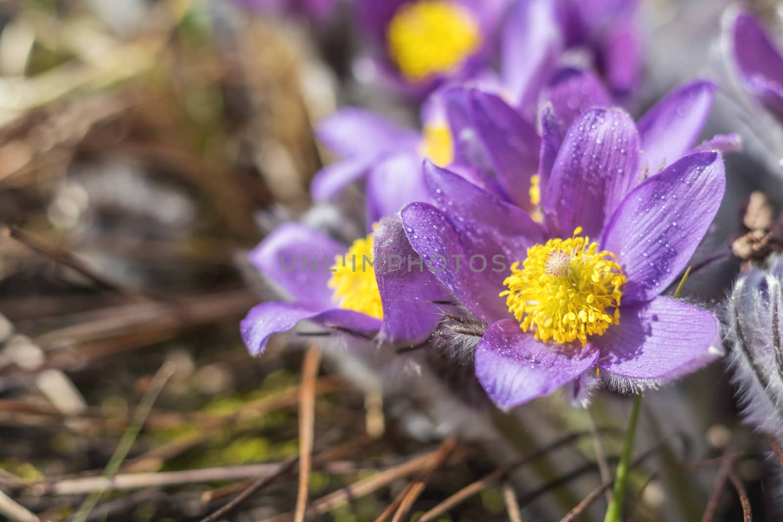 Beautiful spring violet flowers background. Eastern pasqueflower, prairie crocus, cutleaf anemone with water drops.Shallow depth of field. Toned. Copy space.