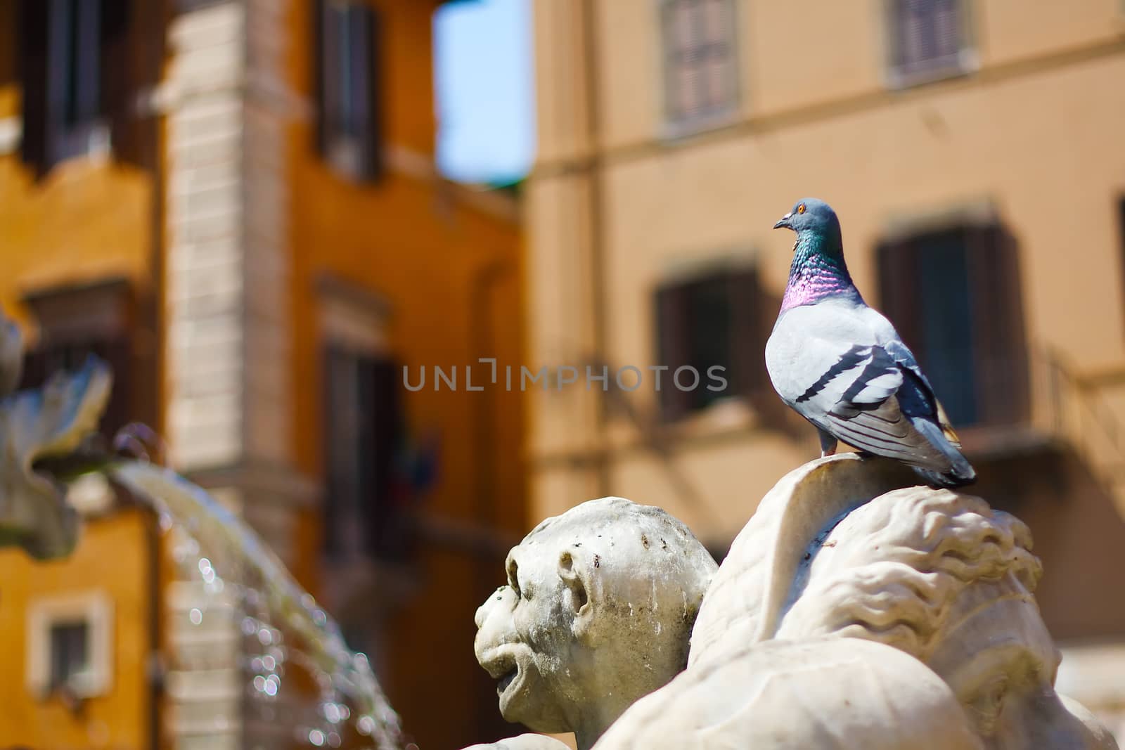 Pigeon on faontain sculpture  in Roma, with colorful houses on the background