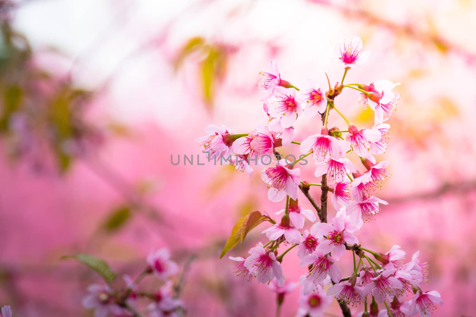 Sakura flowers blooming blossom in Chiang Mai, Thailand, nature background