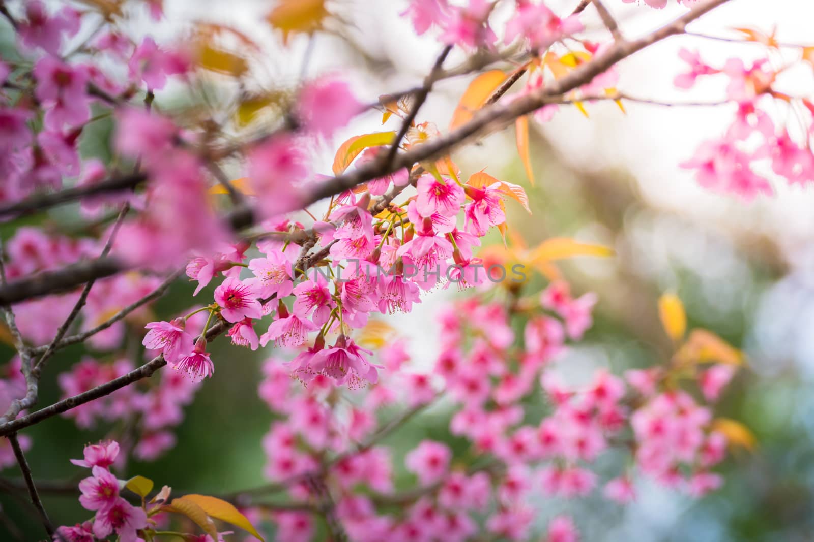 Sakura flowers blooming blossom in Chiang Mai, Thailand, nature background