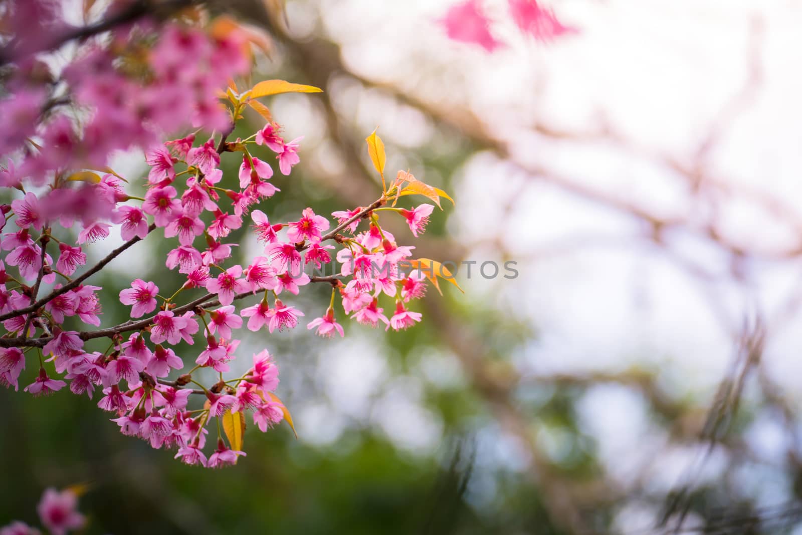 Sakura flowers blooming blossom in Chiang Mai, Thailand, nature background