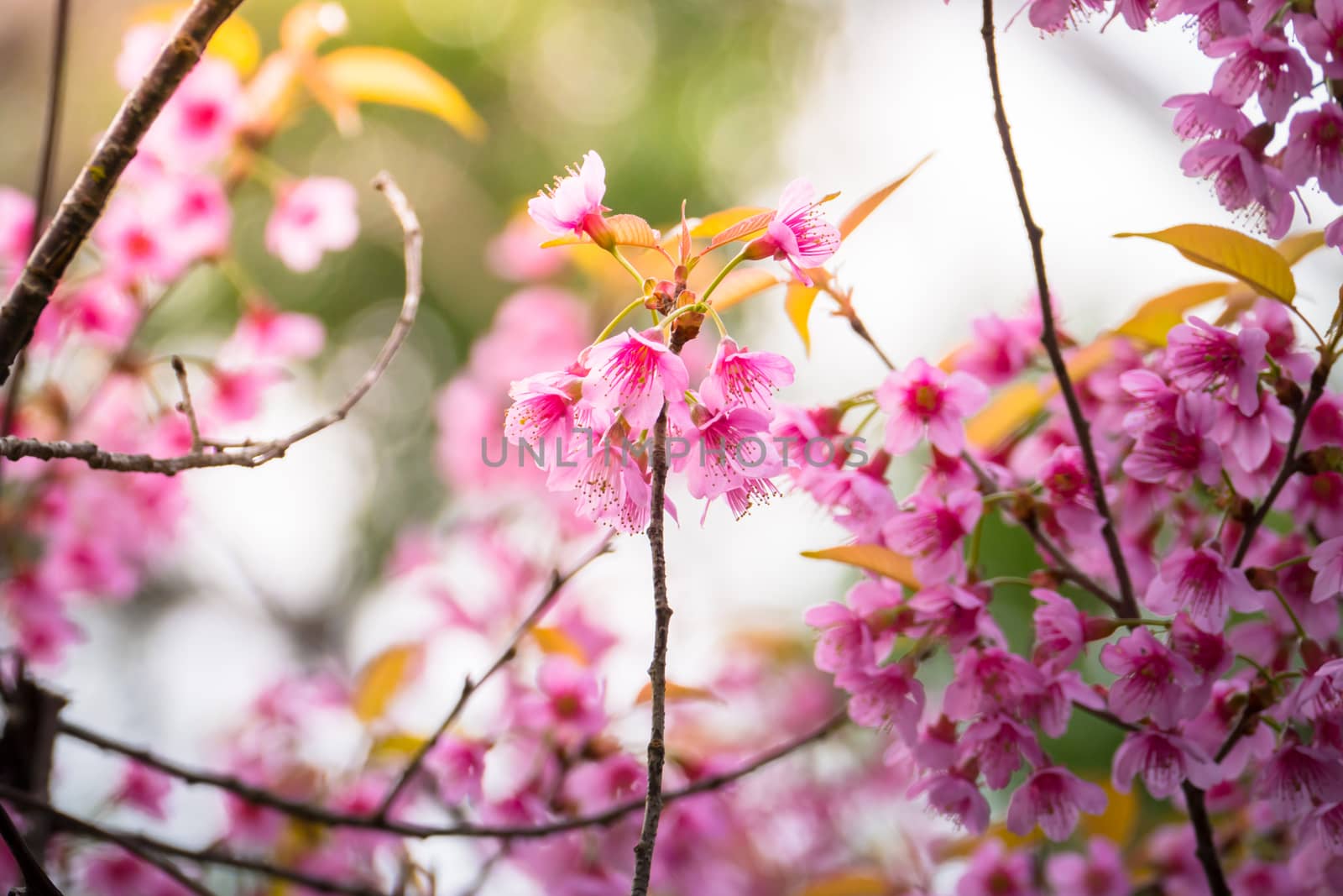 Sakura flowers blooming blossom in Chiang Mai, Thailand, nature background